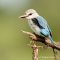 Ledňáček senegalský (Halcyon senegalensis) | fotografie