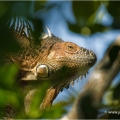 Leguán zelený (Iguana iguana) | fotografie