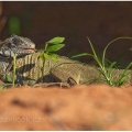 Leguán zelený (Iguana iguana) | fotografie