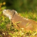 Leguán zelený , samička (Iguana iguana) | fotografie