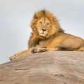 Lev pustinný ( Panthera leo ) | fotografie