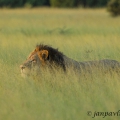 Lev pustinný ( Panthera leo ) | fotografie