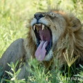 Lev pustinný ( Panthera leo ) | fotografie