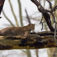 Levhart skvrnitý (Panthera pardus) | fotografie