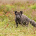 Liška polární , Vulpes lagopus - v letním šatu | fotografie