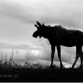 Los aljašský , Alces alces gigas | fotografie