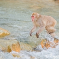 Makak červenolící , též makak japonský / Macaca fuscata/ | fotografie