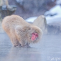Makak červenolící , též makak japonský / Macaca fuscata/ | fotografie