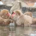 Makak červenolící , též makak japonský / Macaca fuscata( | fotografie