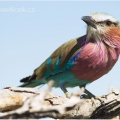 Mandelík fialovoprsý (Coracias caudata) | fotografie