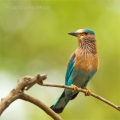 Mandelík indický (Coracias benghalensis) | fotografie