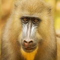 Mandril rýholící (Mandrillus sphinx) | fotografie