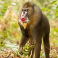 Mandril rýholící (Mandrillus sphinx) | fotografie