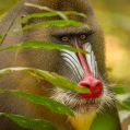 Mandril rýholící (Mandrillus sphinx) | fotografie