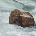 Medvěd grizzly (Ursus arctos horribilis), také:  medvěd... | fotografie