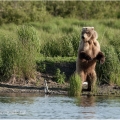 Medvěd grizzly (Ursus arctos horribilis), také:  medvěd... | fotografie