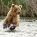 Medvěd grizzly (Ursus arctos horribilis), také:  medvěd... | fotografie