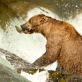 Medvěd grizzly (Ursus arctos horribilis), také:  medvěd... | fotografie