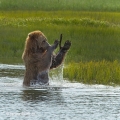 Medvěd grizzly (Ursus arctos horribilis), také:  medvěd... | fotografie