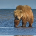 Medvěd grizzly (Ursus arctos horribilis), také:  medvěd... | fotografie