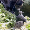 Medvěd hnědý (Ursus arctos) | fotografie