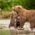 Medvěd kamčatský (Ursus arctos beringianus) | fotografie