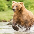 Medvěd kamčatský (Ursus arctos beringianus) | fotografie