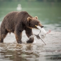 Medvěd kamčatský  (Ursus arctos beringianus) | fotografie