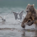 Medvěd kamčatský  (Ursus arctos beringianus) | fotografie