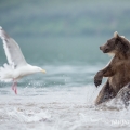 Medvěd kamčatský  (Ursus arctos beringianus) | fotografie