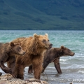 Medvěd kamčatský  (Ursus arctos beringianus) | fotografie