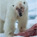 Medvěd lední,  Ursus maritimus | fotografie