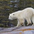 Medvěd lední (Ursus maritimus) | fotografie