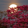 Měsíc nad Pink Trumpet Tree (Tabebuia impetiginosa) | fotografie