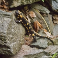 Mlok skvrnitý (Salamandra salamandra) | fotografie