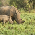 Nosorožec tuponosý (Ceratotherium simum) | fotografie