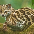 Ocelot (Leopardus pardalis) | fotografie