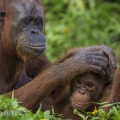 Orangutan bornejský (Pongo pygmaeus) | fotografie