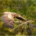 Orel bělohlavý , Haliaeetus leucocephalus - mládě | fotografie