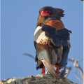 Orel kejklíř (Terathopius ecaudatus) | fotografie