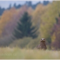 Orel stepní (Aquila nipalensis) | fotografie