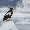 Orel východní (Haliaeetus pelagicus), tež  orel kamčatský... | fotografie