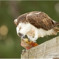 Orlovec říční (Pandion haliaetus) | fotografie