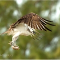 Orlovec říční (Pandion haliaetus) | fotografie