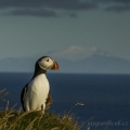 Papuchalk bělobradý , Fratercula arctica, též papuchalk... | fotografie