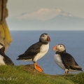 Papuchalk bělobradý , Fratercula arctica, též papuchalk... | fotografie