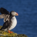 Papuchalk bělobradý , Fratercula arctica, též papuchalk... | fotografie