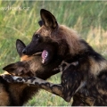 Pes hyenovitý (Lycaon pictus) | fotografie