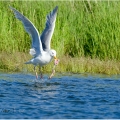 Racek šedý,  Larus hyperboreus | fotografie