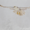 Raroh lovecký (Falco rusticolus) | fotografie